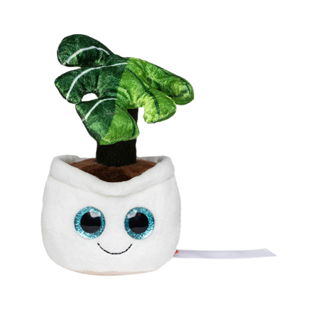 NA SChmoozie Joey Monstera
